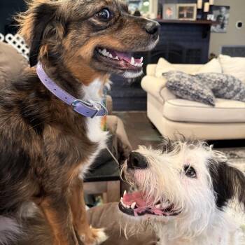Daisy Mae (Benefactor Dog) -  Wirehaired Terrier and Schnauzer Dog for Adoption in New Orleans, Louisiana - Daisy Mae (Benefactor Dog) | PetCurious
