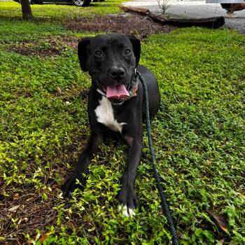 Kash -  Terrier Dog for Adoption in Tampa, Florida - Kash | PetCurious