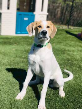 Great Pyrenees and Plott Hound Dogs Available for Adoption - Montana Sue | PetCurious
