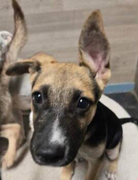 Jasper -  German Shepherd Dog Dog for Adoption in The Woodlands, Texas - Jasper | PetCurious