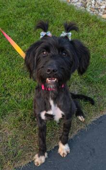 LayLay -  Goldendoodle and Labradoodle Dog for Adoption in Cedar Rapids, Iowa - LayLay | PetCurious