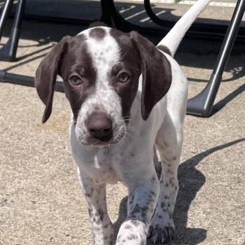 Chrissy -  German Shorthaired Pointer Dog for Adoption in Newark, New Jersey - Chrissy | PetCurious
