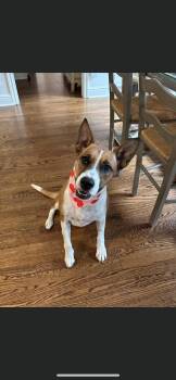 MAGGIE -  Australian Cattle Dog Blue Heeler and Terrier Dog for Adoption in Branford, Connecticut - MAGGIE | PetCurious