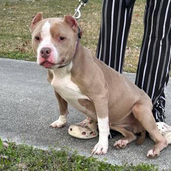 Rescue Mixed Breed Dogs for Adoption in Savannah, Georgia - Baby Love | PetCurious