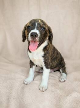 Terrier and Wirehaired Terrier Dogs Available for Adoption in Baton Rouge, Louisiana - Nyla | PetCurious