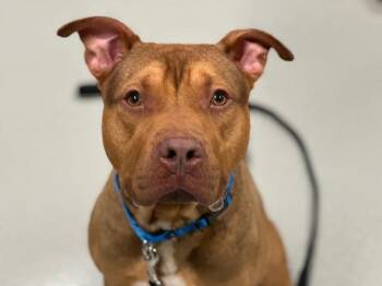 Howard -  Mixed Breed Dog for Adoption - Howard | PetCurious