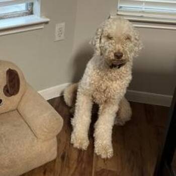 Poodle and Labradoodle Dogs Available for Adoption in Liverpool, Texas - Luna | PetCurious