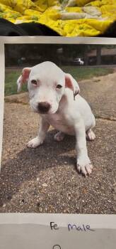 Pit Bull Terrier Dogs Available for Adoption in Biloxi, Mississippi - Princess Bigfoot | PetCurious