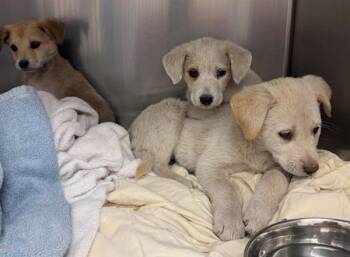 Labrador Retriever Dogs Available for Adoption - Pippa* | PetCurious