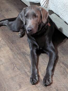 Blue -  Labrador Retriever Dog for Adoption in Kings Mountain, North Carolina - Blue | PetCurious