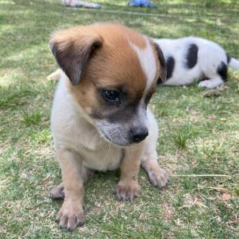 Mixed Breed Dogs Available for Adoption in Prescott, Arizona - Adri | PetCurious