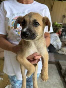 Sams Club litter part 2 -  Shepherd and Retriever Dog for Adoption in Union Beach, New Jersey - Sams Club Litter Part 2 | PetCurious