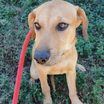 Rescue Black Mouth Cur Dogs for Adoption in Wadena, Minnesota - Lilith | PetCurious