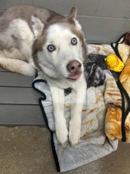 Husky Dogs Available for Adoption in Bryan, Ohio - Nadia | PetCurious