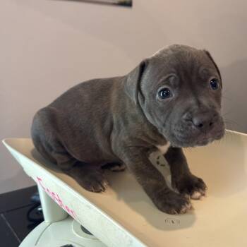 Wesker -  Mixed Breed Dog for Adoption in Springboro, Ohio - Wesker | PetCurious