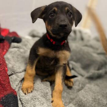 Crimson -  Mixed Breed Dog for Adoption in Greenville, South Carolina - Crimson | PetCurious