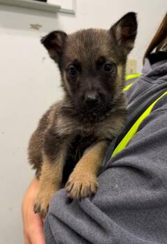 Columbia -  Shepherd and Husky Dog for Adoption in Yellowknife, Northwest Territories - Columbia | PetCurious