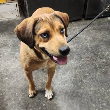 Rescue Shepherd and Husky Dogs for Adoption in Evensville, Tennessee - Buffy | PetCurious