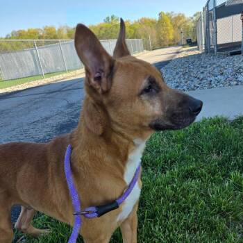 Shepherd and Pit Bull Terrier Dogs Available for Adoption in Bristol, Indiana - Ren | PetCurious