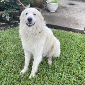Kai -  Mixed Breed Dog for Adoption in Dickinson, Texas - Kai | PetCurious