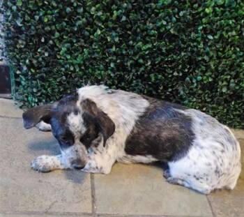 61290113 -  Terrier and Mixed Breed Dog for Adoption in El Paso, Texas - 61290113 | PetCurious