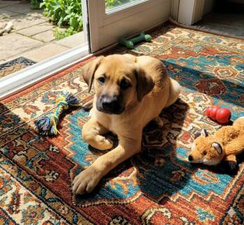 Cadiz -  Shepherd Dog for Adoption in Olympia, Washington - Cadiz | PetCurious