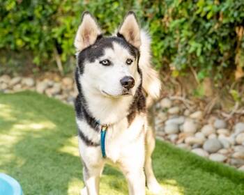 Husky Dogs Available for Adoption - CHARLIE | PetCurious