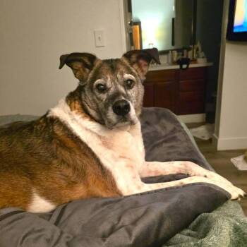 Jackson -  Mixed Breed Dog for Adoption in Las Vegas, Nevada - Jackson | PetCurious