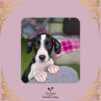 Sadie -  Terrier and Mixed Breed Dog for Adoption in Cumberland, Rhode Island - Sadie | PetCurious