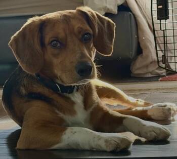 Klondike -  Beagle and Mixed Breed Dog for Adoption in Kent, Washington - Klondike | PetCurious