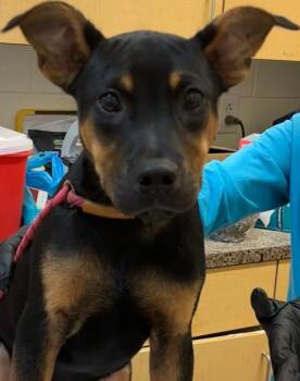 Australian Cattle Dog Blue Heeler Dogs Available for Adoption in Elizabethton, Tennessee - PEANUT BUTTER | PetCurious