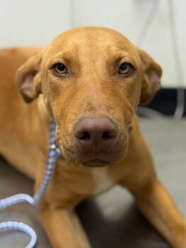 Doberman Pinscher and Mixed Breed Dogs Available for Adoption in Lockhart, Texas - Arlo | PetCurious