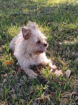 Cairn Terrier and Yorkshire Terrier Dogs Available for Adoption - Tim Bits The Tiny Toy Fiend | PetCurious