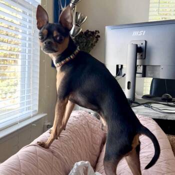 Loki -  Chihuahua and Miniature Pinscher Dog for Adoption in Hillsborough, North Carolina - Loki | PetCurious