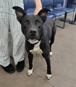 Mixed Breed Dogs Available for Adoption - POLO | PetCurious