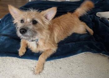 Corgi and Yorkshire Terrier Dogs Available for Adoption - Daisy Mae | PetCurious
