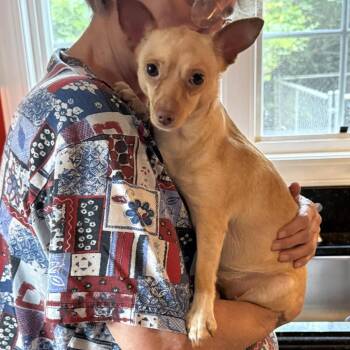 Tiny -  Chihuahua and Mixed Breed Dog for Adoption - Tiny | PetCurious