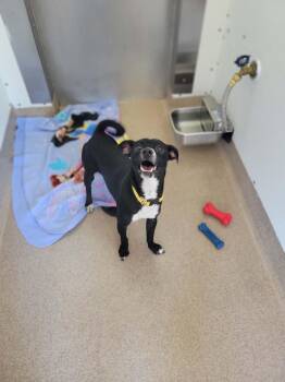 Archie -  Chihuahua Dog Available for Adoption in Chambersburg, Pennsylvania - Archie | PetCurious