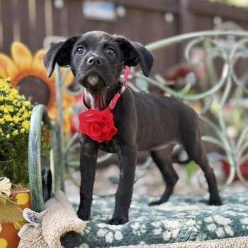 Onyx -  Boxer and Blue Lacy Dog for Adoption in Fairfield, Connecticut - Onyx | PetCurious