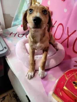 Mixed Breed Dogs Available for Adoption - Opal | PetCurious