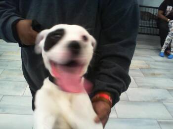 Pit Bull Terrier and Mixed Breed Dogs Available for Adoption in Charlotte, North Carolina - A1265377 | PetCurious