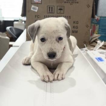 Jumpin JellyBean -  Australian Shepherd and Catahoula Leopard Dog Dog for Adoption in Livingston, Texas - Jumpin JellyBean | PetCurious