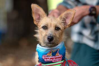 Melisa -  Terrier Dog for Adoption in Santa Rosa, California - Melisa | PetCurious