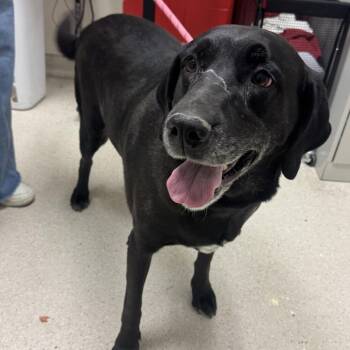 Lina -  Black Labrador Retriever Dog for Adoption in Murray, Utah - Lina | PetCurious