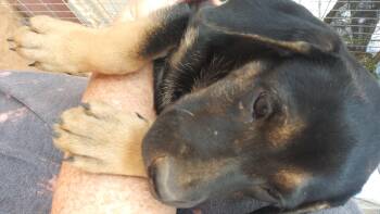 Rescue Black And Tan Coonhound and Shar Pei Dogs for Adoption in Anton, Texas - Girl 2/12 | PetCurious