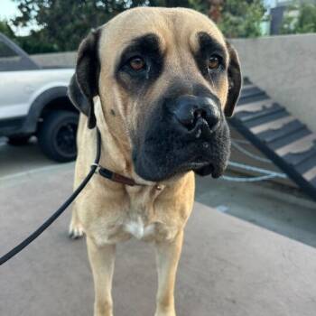 Rescue Bullmastiff and Mixed Breed Dogs for Adoption in Turlock, California - Ophelia | PetCurious