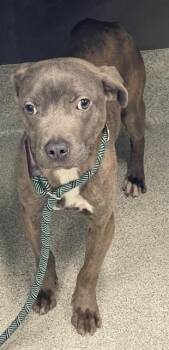 American Staffordshire Terrier and Mixed Breed Dogs Available for Adoption in Tallahassee, Florida - BLEW | PetCurious