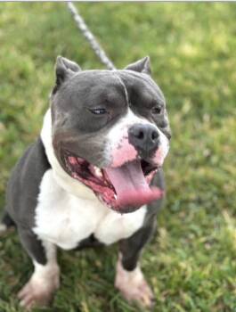Tank Sinatra -  Pit Bull Terrier and English Bulldog Dog for Adoption in Wheaton, Illinois - Tank Sinatra | PetCurious