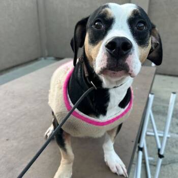 Rescue American Staffordshire Terrier and Hound Dogs for Adoption in Turlock, California - Almond Joy | PetCurious