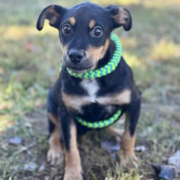 Rescue Mixed Breed Dogs for Adoption in Harrisburg, North Carolina - Jaz Chester (CONC-A-8940) | PetCurious